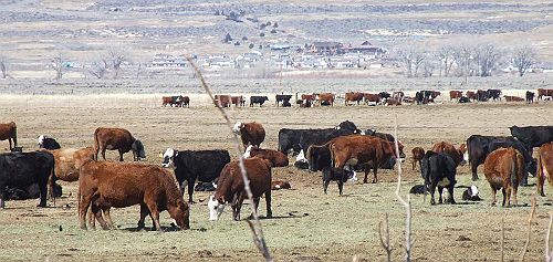 Carson Valley Cows